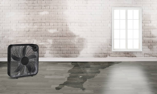 Best Flood damage cleanup  in Buckner, KY